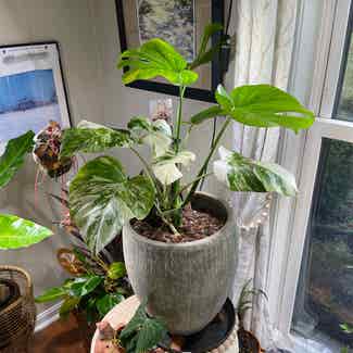 Monstera 'Albo' plant in Pleasureville, Kentucky