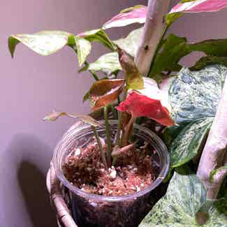 Pink Syngonium plant in Pleasureville, Kentucky