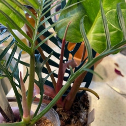 Philodendron tortum plant