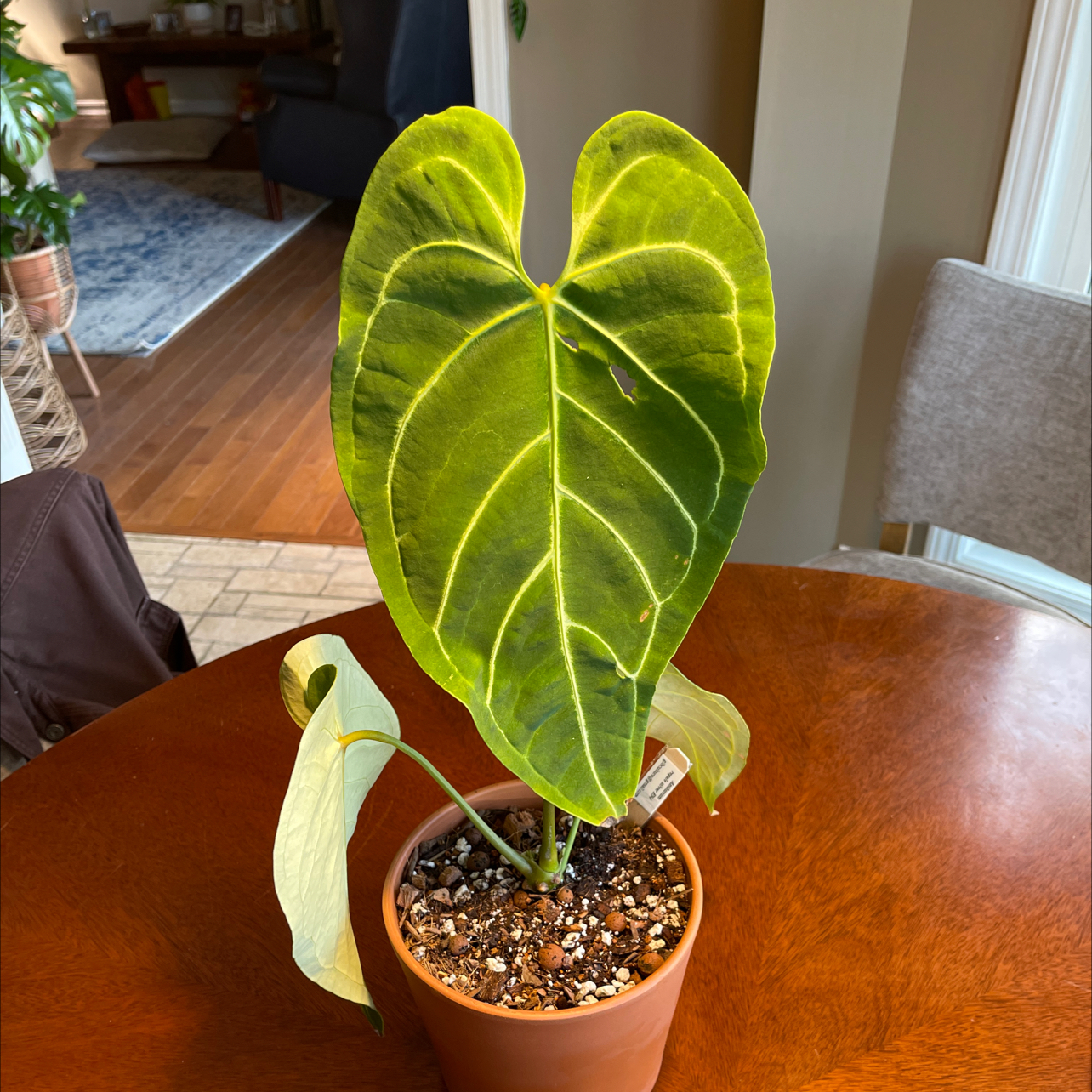 Potted Anthurium regale with large, heart-shaped leaves on a wooden table indoors.