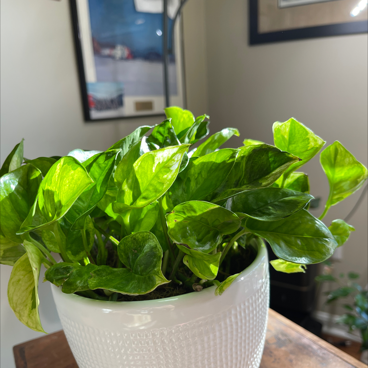 Lemon Meringue Pothos plant in a white pot with vibrant green leaves and slight yellowing.