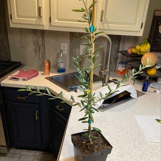 Olive Tree plant in Pleasureville, Kentucky