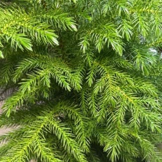 Norfolk Island Pine plant in Pleasureville, Kentucky