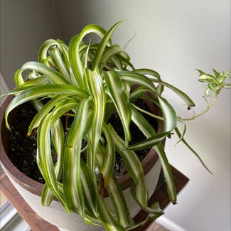 Curly Spider Plant plant in Pleasureville, Kentucky