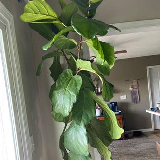 Fiddle Leaf Fig plant in Pleasureville, Kentucky