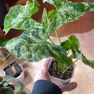 Syngonium podophyllum 'Mojito' plant in Pleasureville, Kentucky