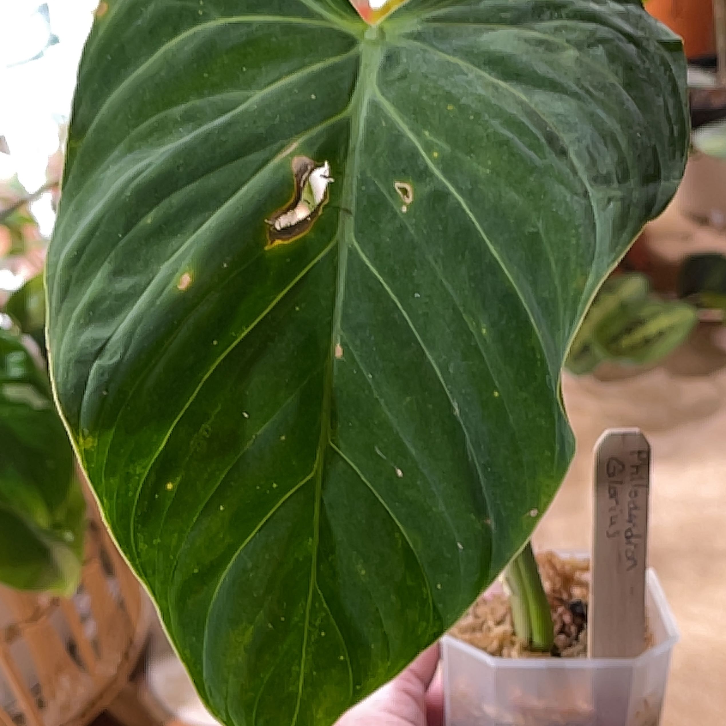 Philodendron 'Glorius' with a large green leaf, minor damage, and visible soil.