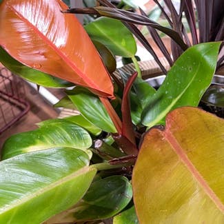 Philodendron Prince of Orange plant in Pleasureville, Kentucky