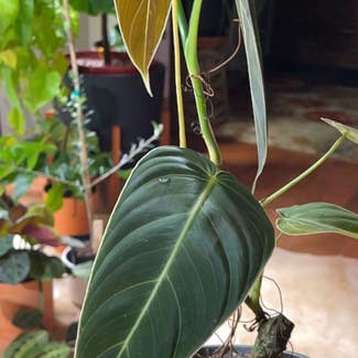 Black Gold Philodendron plant in Pleasureville, Kentucky