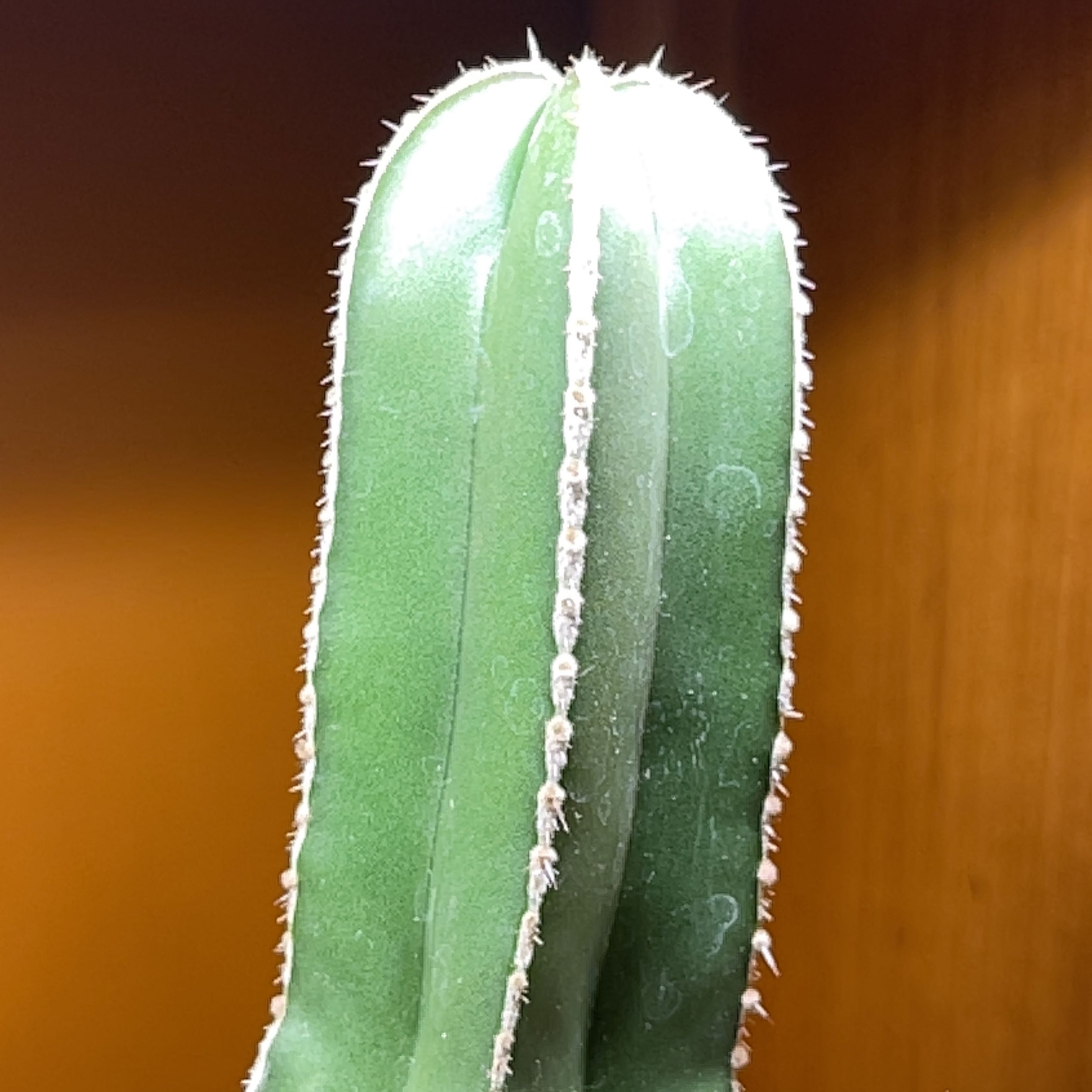 Close-up of a healthy Mexican Fence Post Cactus with green ribs and small spines.