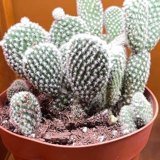 Bunny Ears Cactus plant in Pleasureville, Kentucky