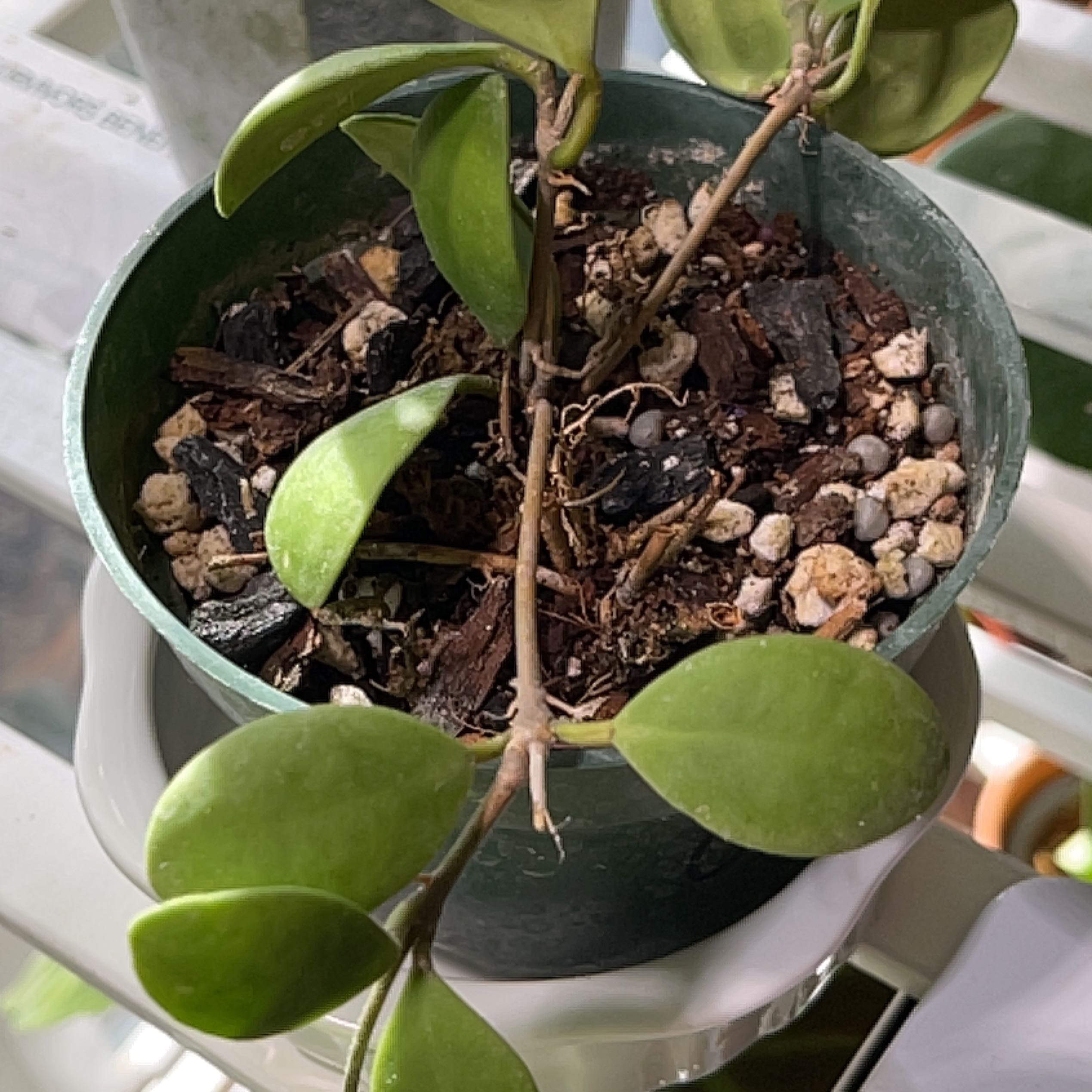 Photo of the plant species Hoya brevialata by @Captjo named Sonora on Greg, the plant care app