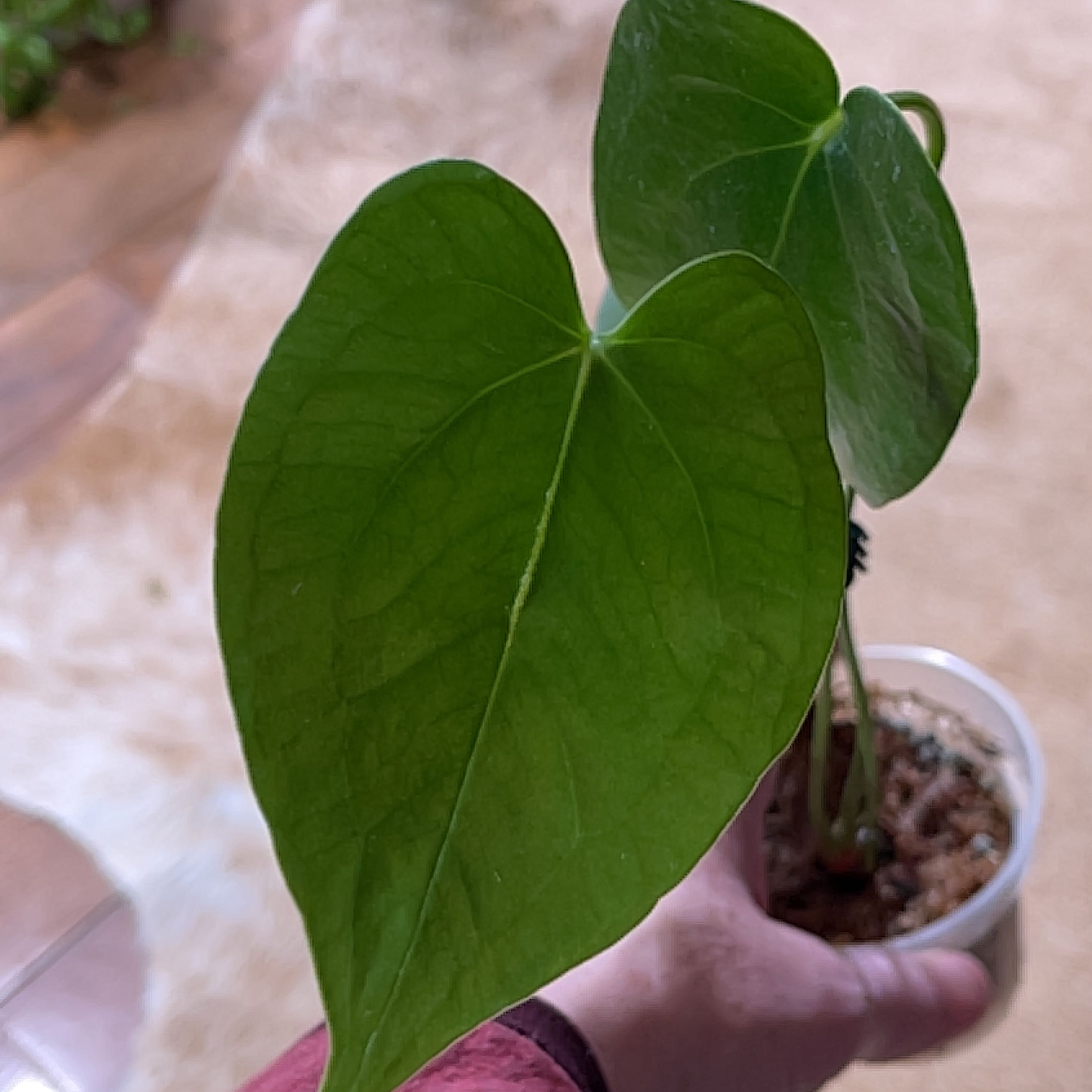 Photo of the plant species 'Faustino's Giant' by @Captjo named Fausi on Greg, the plant care app