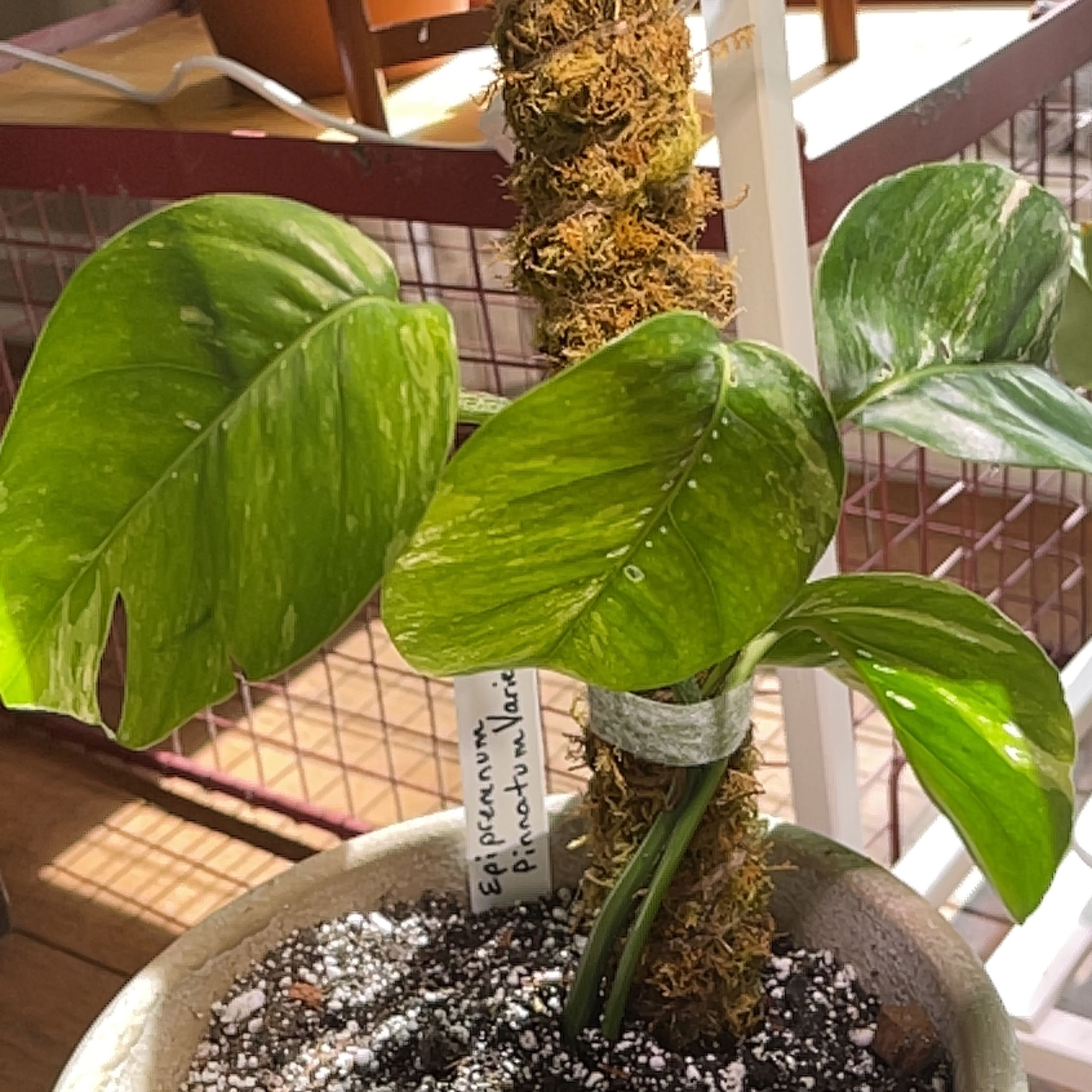Variegated Epipremnum pinnatum plant with healthy green leaves and visible soil.