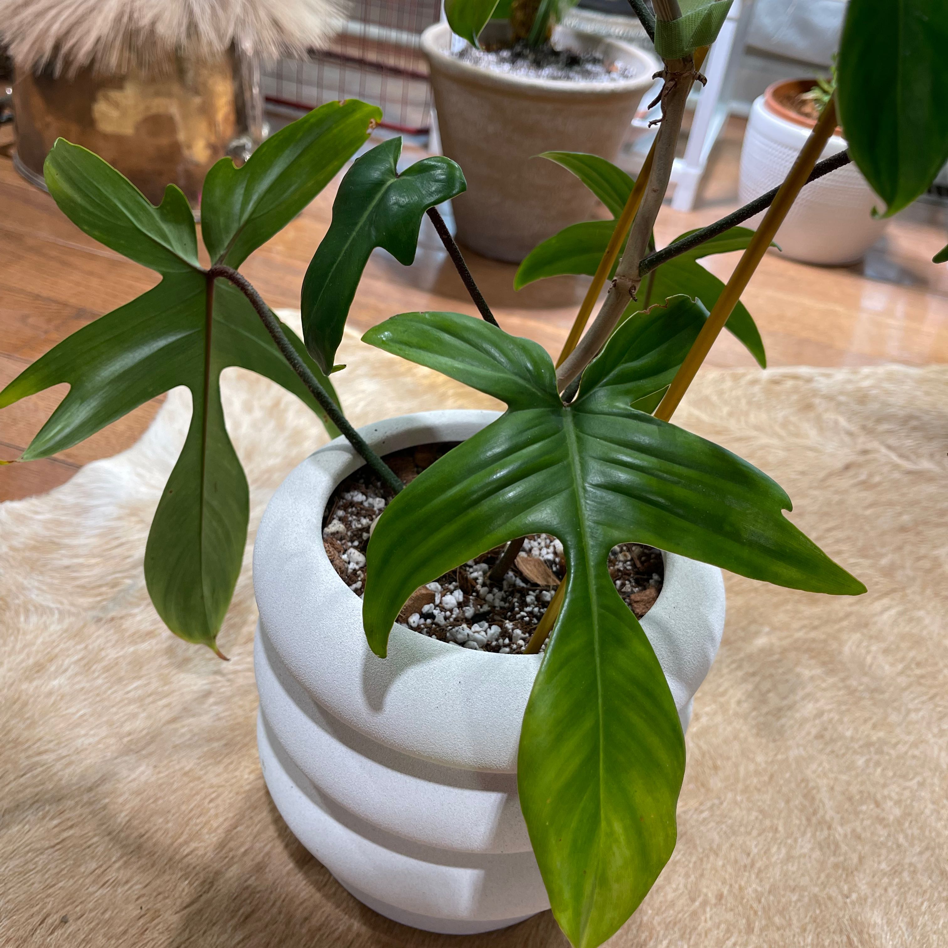 Philodendron 'Florida Beauty' plant in a white pot with visible soil and some yellowing on one leaf.