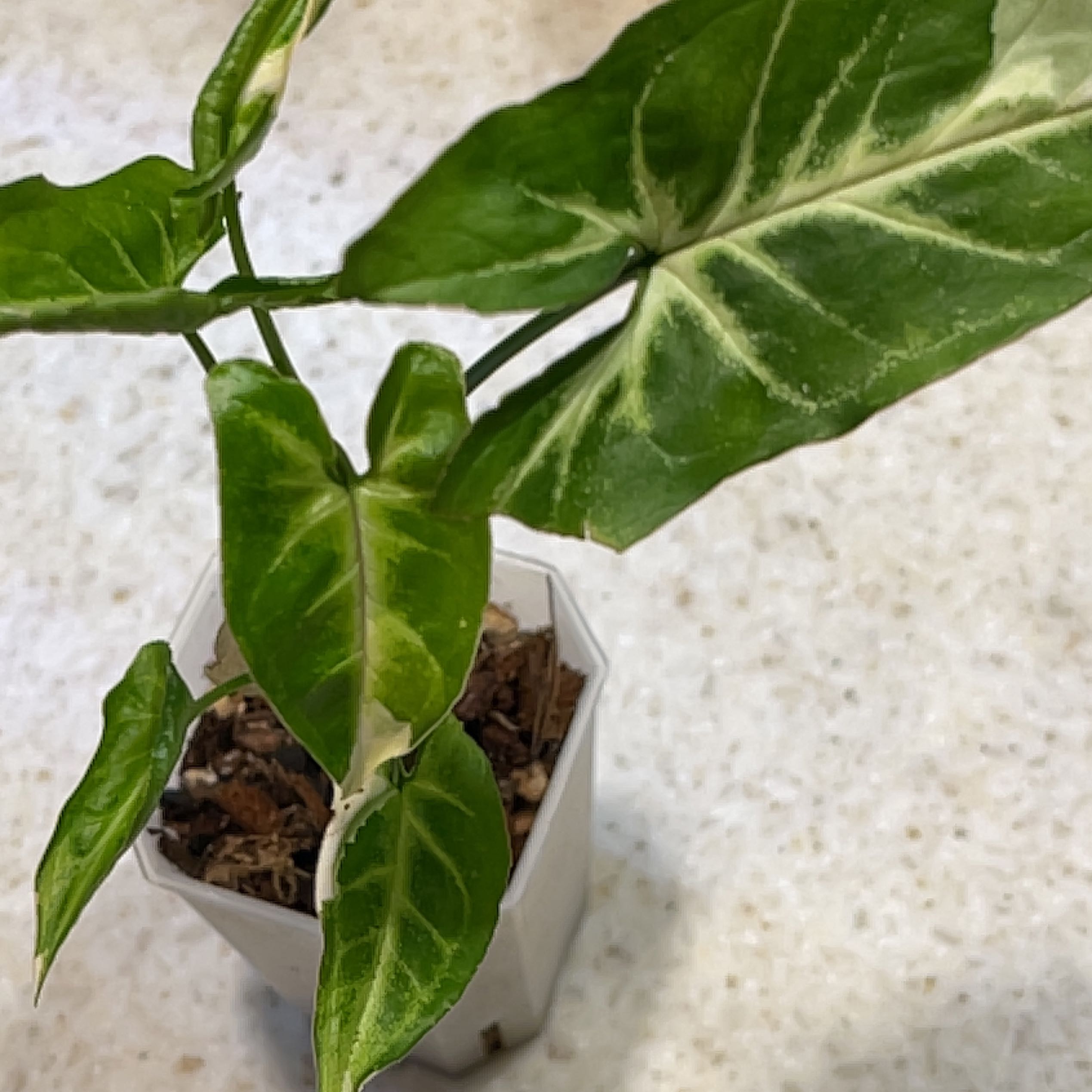 Photo of the plant species Syngonium Dwarf Variegata by @Captjo named James Dean on Greg, the plant care app