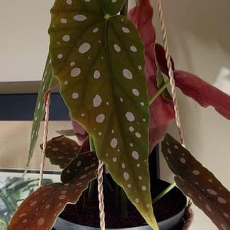 Polka Dot Begonia plant in Pleasureville, Kentucky
