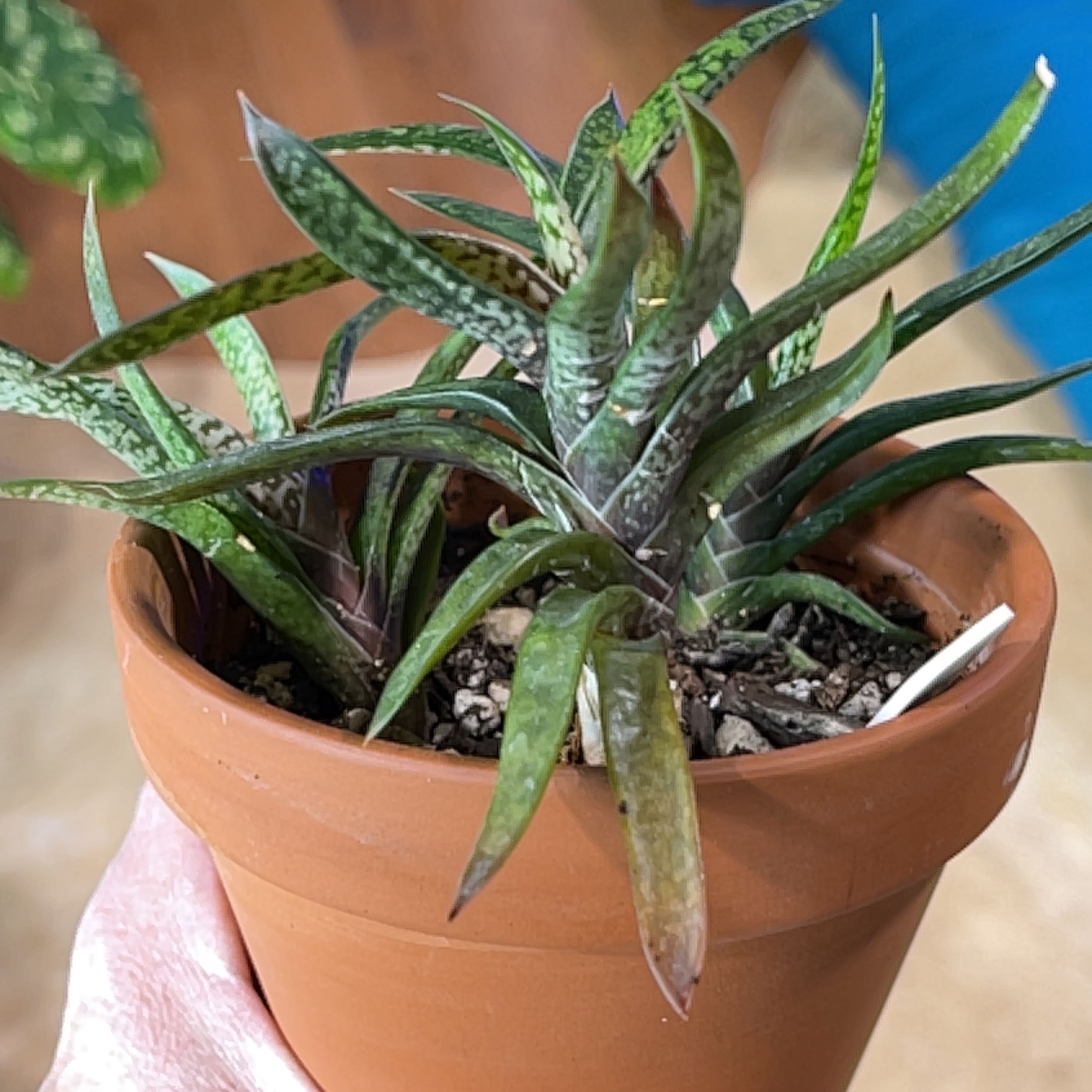 Photo of the plant species gasteria bicolor by @Captjo named Agnes on Greg, the plant care app