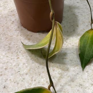 Hoya macrophylla 'Albomarginata' plant in Pleasureville, Kentucky