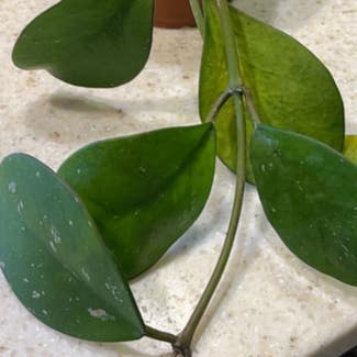 Hoya obovata plant in Pleasureville, Kentucky