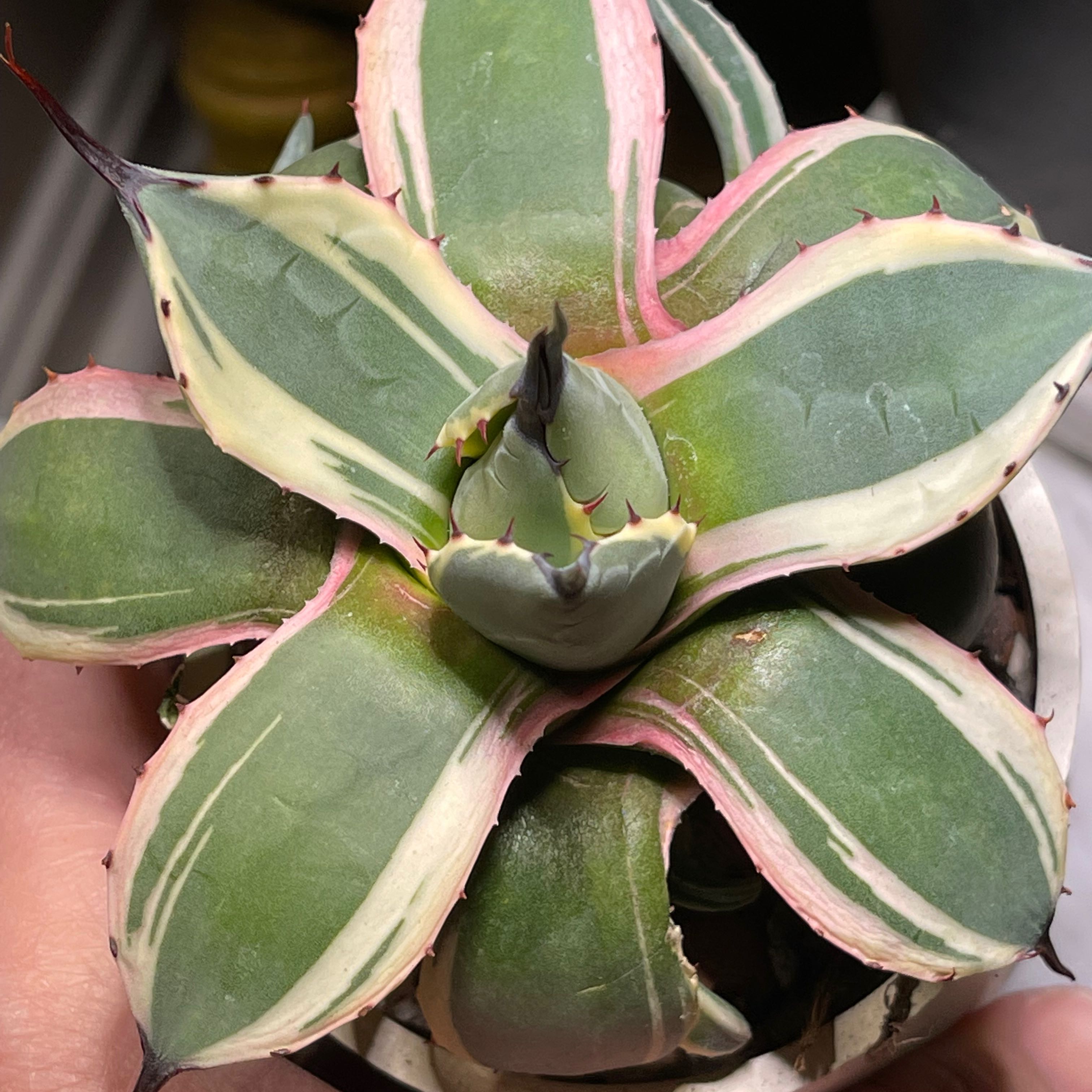 Photo of the plant species Agave applanata 'Cream Spike' by @Captjo named Spike on Greg, the plant care app