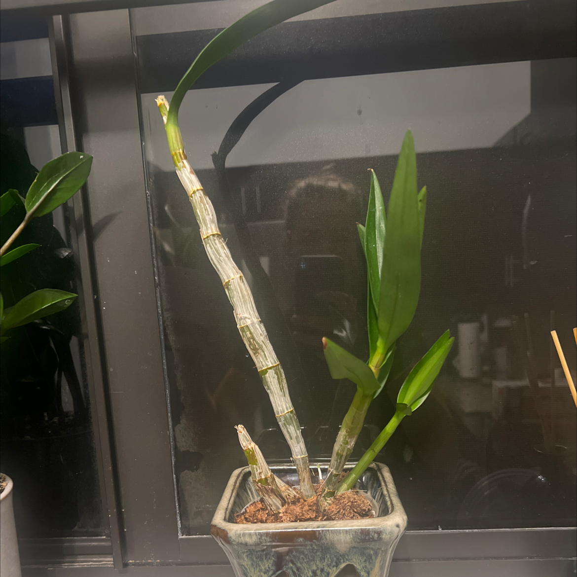 Dendrobium Phalaenopsis plant in a pot with green leaves and a sturdy stem.