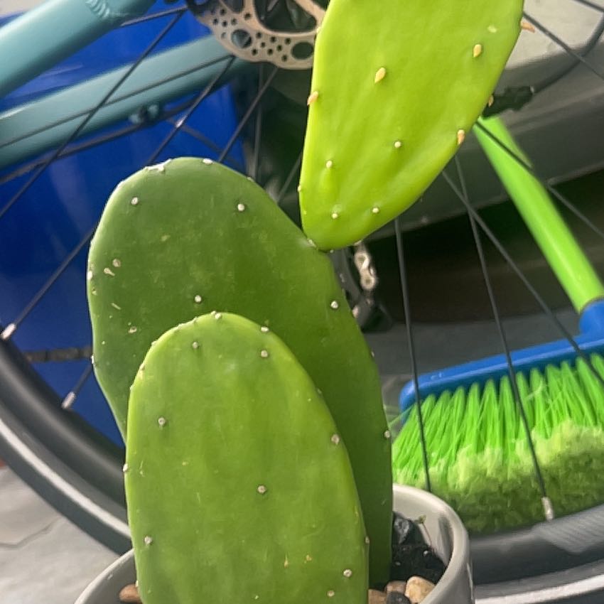 Cochineal Cactus with three pads in a pot, background includes a bicycle wheel and a broom.