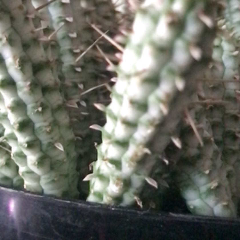 Photo of the plant species Bushman's Hat by @CommandingHope named Foxxy on Greg, the plant care app