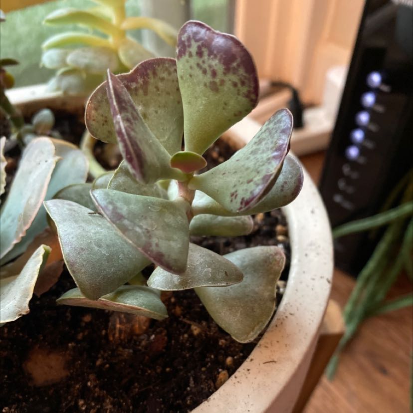 Calico Hearts succulent plant in a pot with visible soil and healthy leaves.