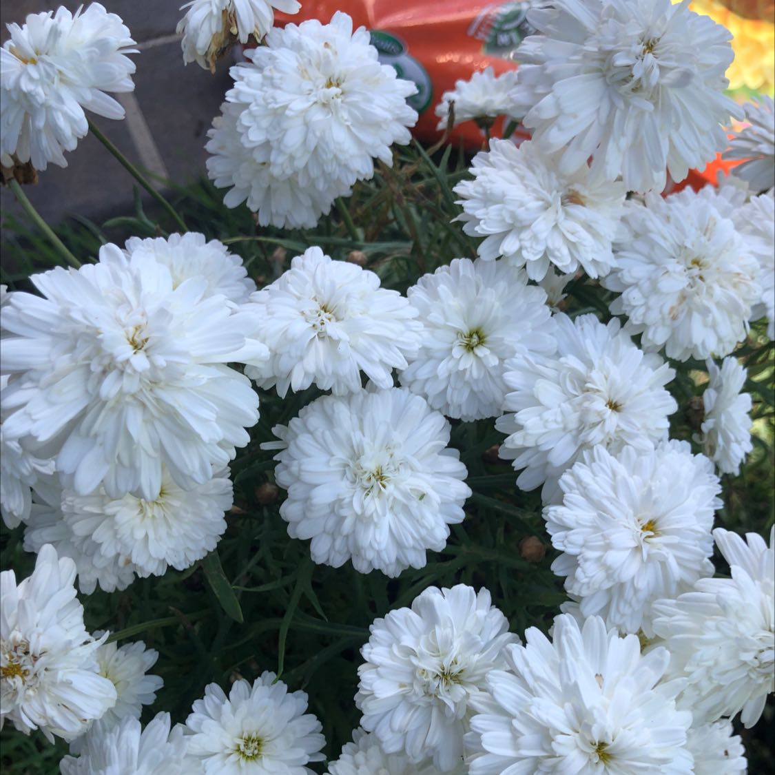 Photo of the plant species Double Flowering White Quince by @IndubitableCorn named Your plant on Greg, the plant care app