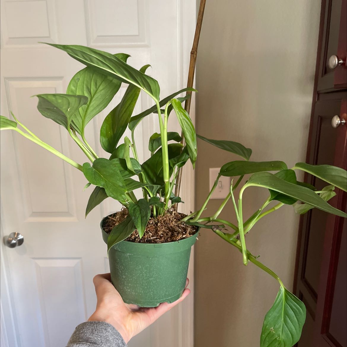 Monstera lechleriana plant in a green pot, held by a hand, with vibrant green leaves.
