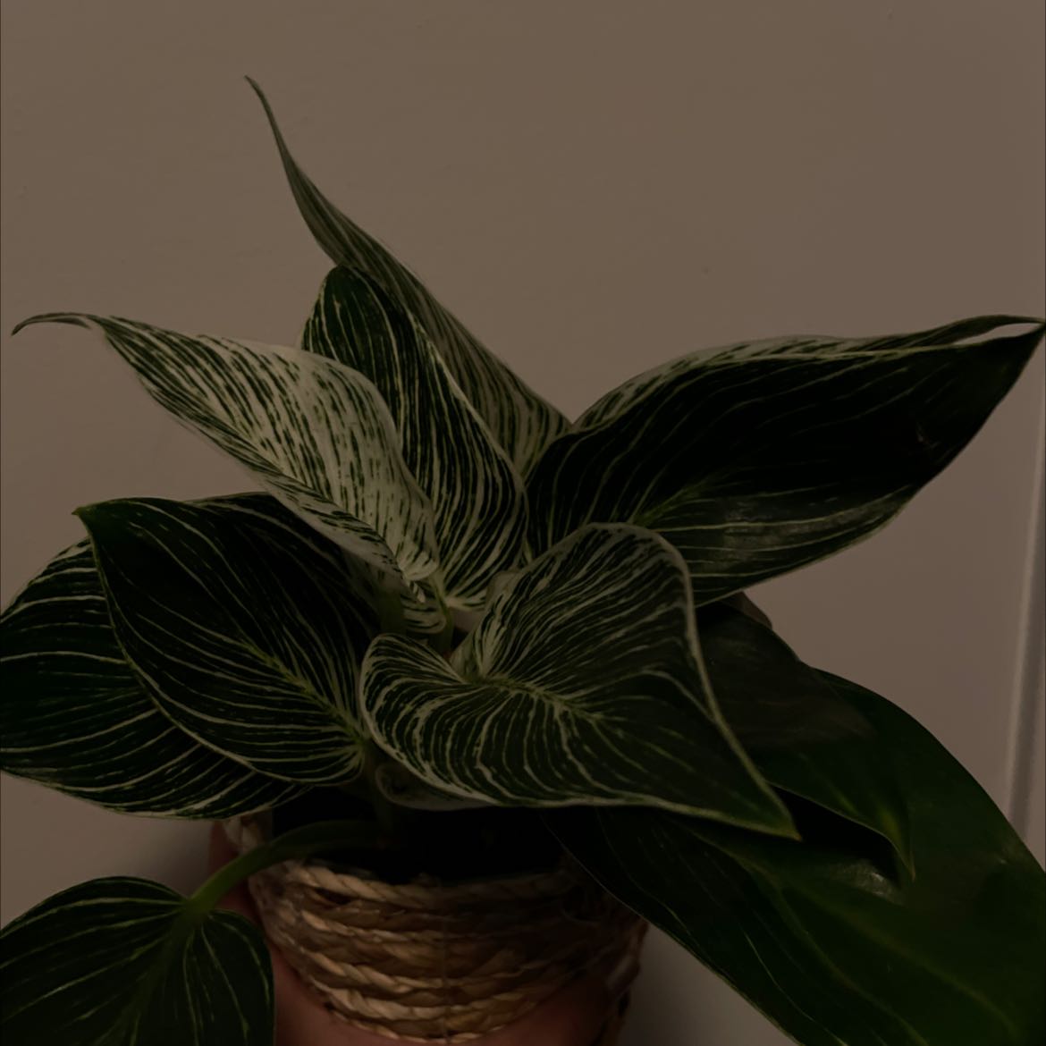 Philodendron Birkin plant with white variegation on dark green leaves in a pot.