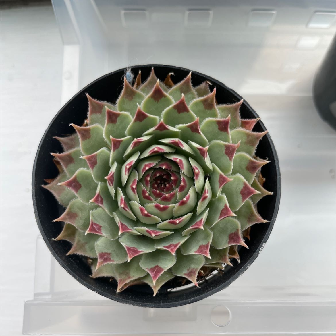 Photo of the plant species Hens and Chicks by @joce named Daena on Greg, the plant care app