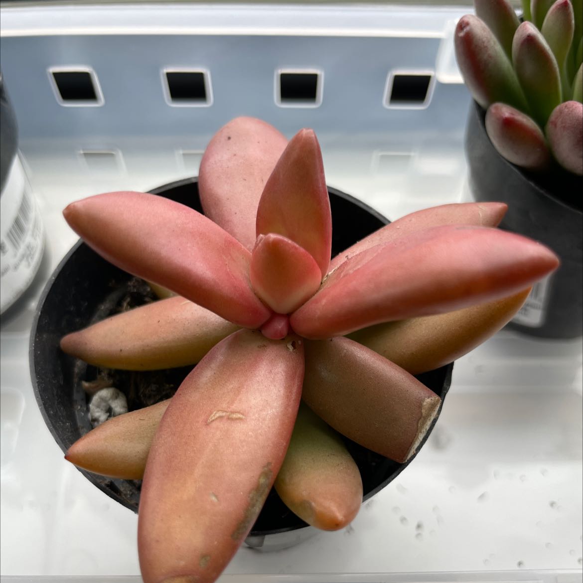 Sedum adolphi 'Golden Glow' succulent plant in a small pot with reddish leaves.
