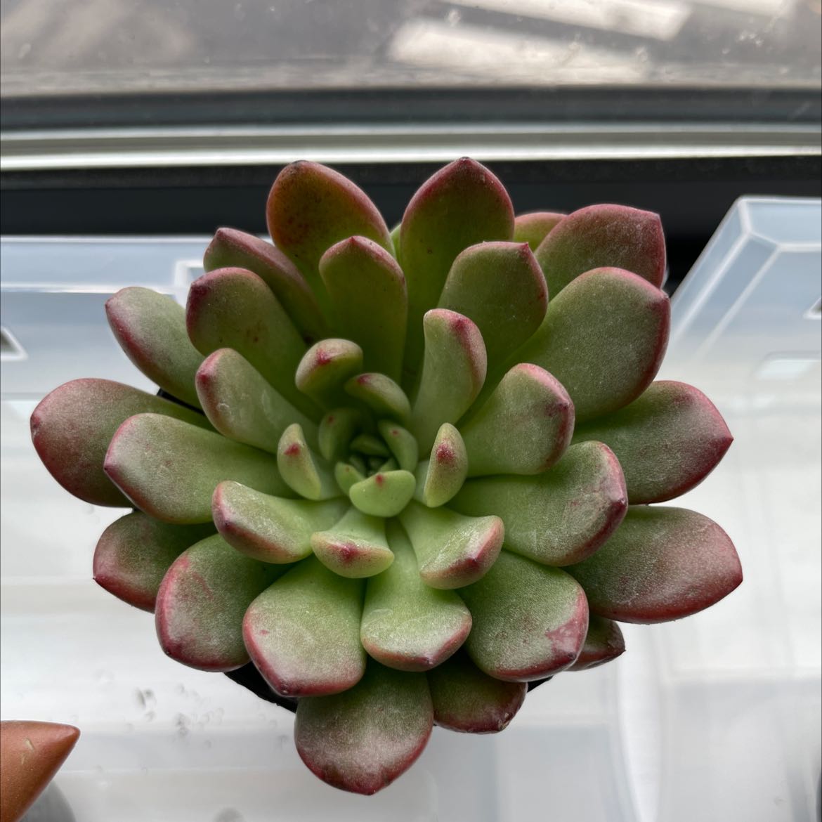 Graptoveria 'Bashful™' succulent with green leaves and red tips in a container.