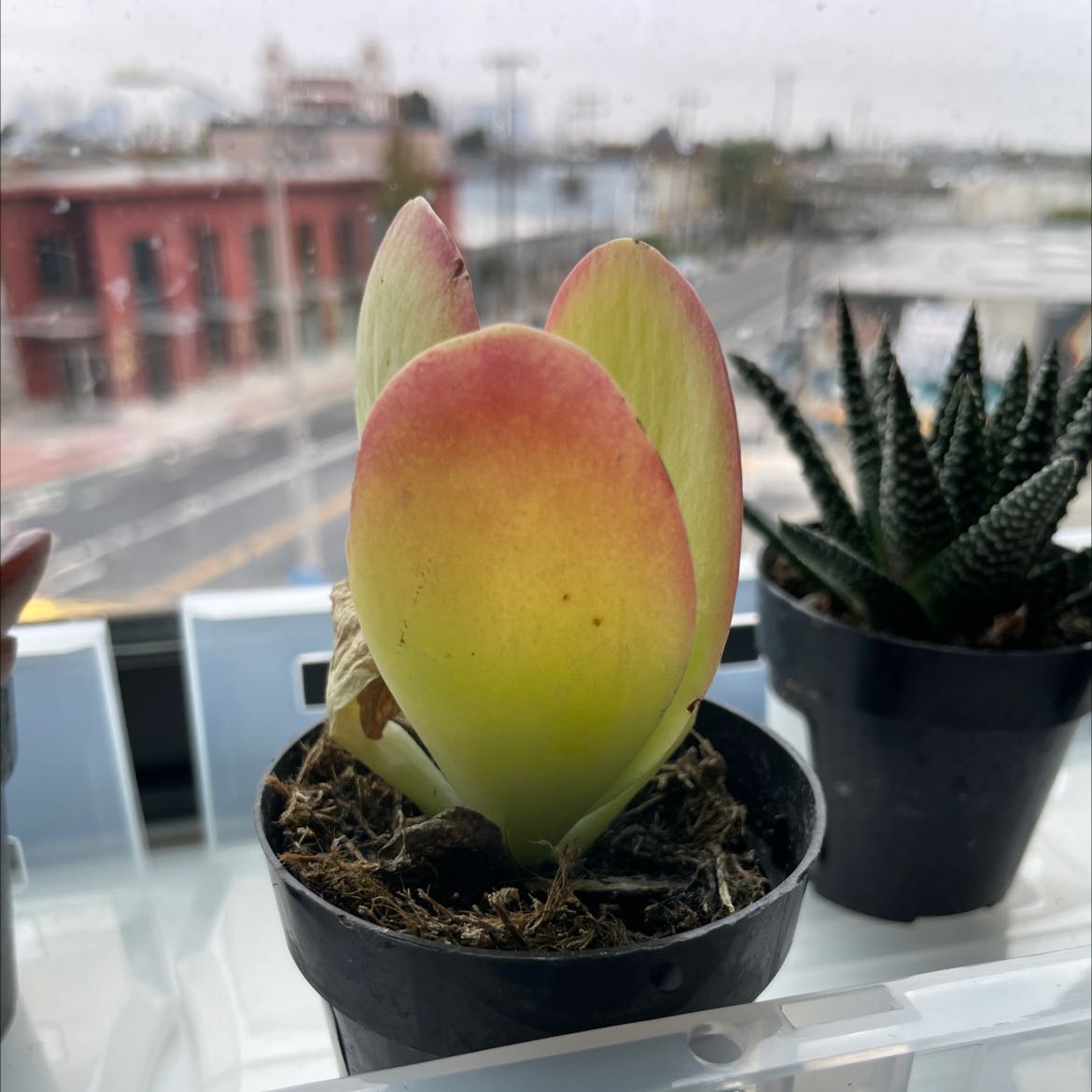 Flapjacks plant (Kalanchoe thyrsiflora) in a pot with slight browning on one leaf, urban background.