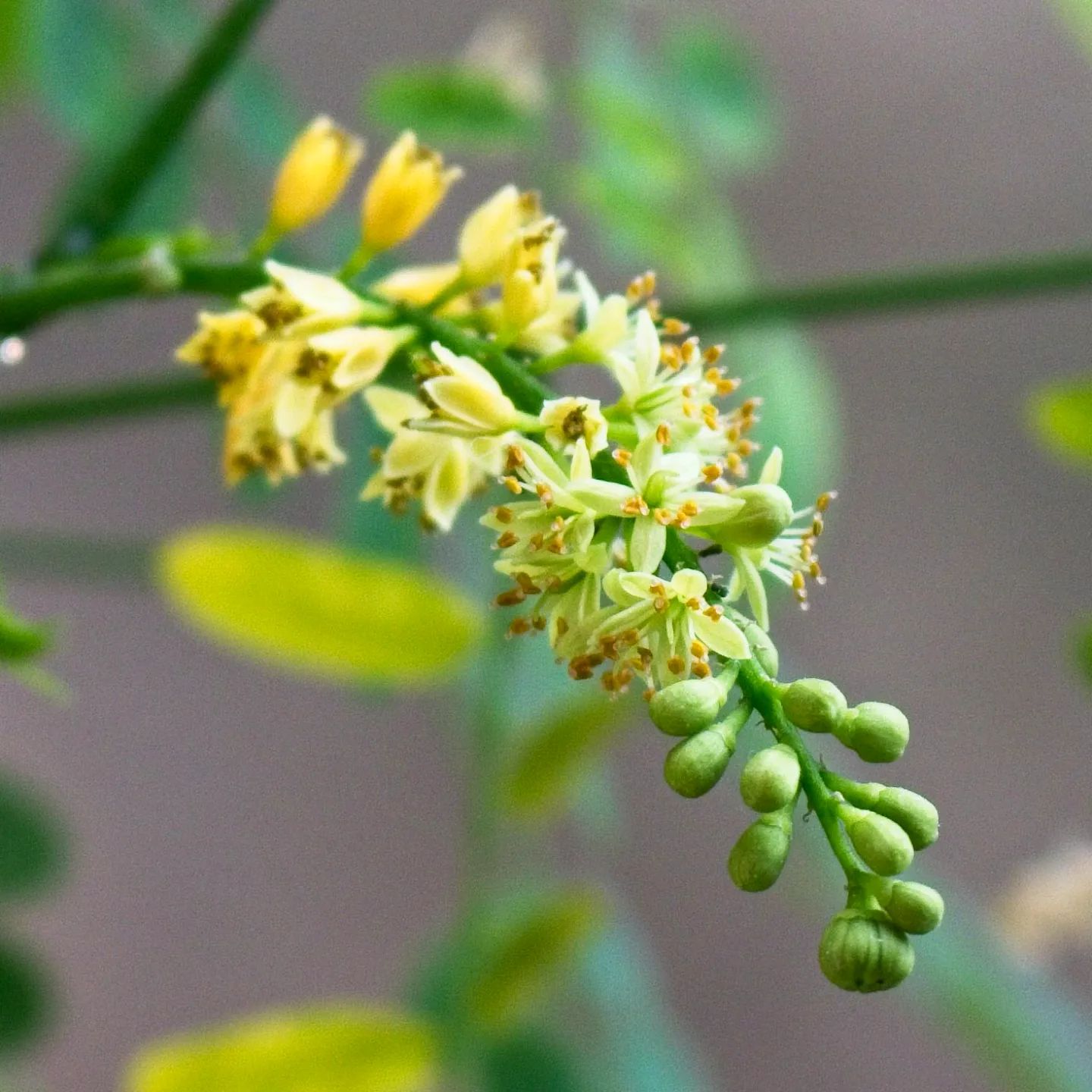 Photo of the plant species Bead Tree by @ipetcows named Adenanthera pavonina on Greg, the plant care app