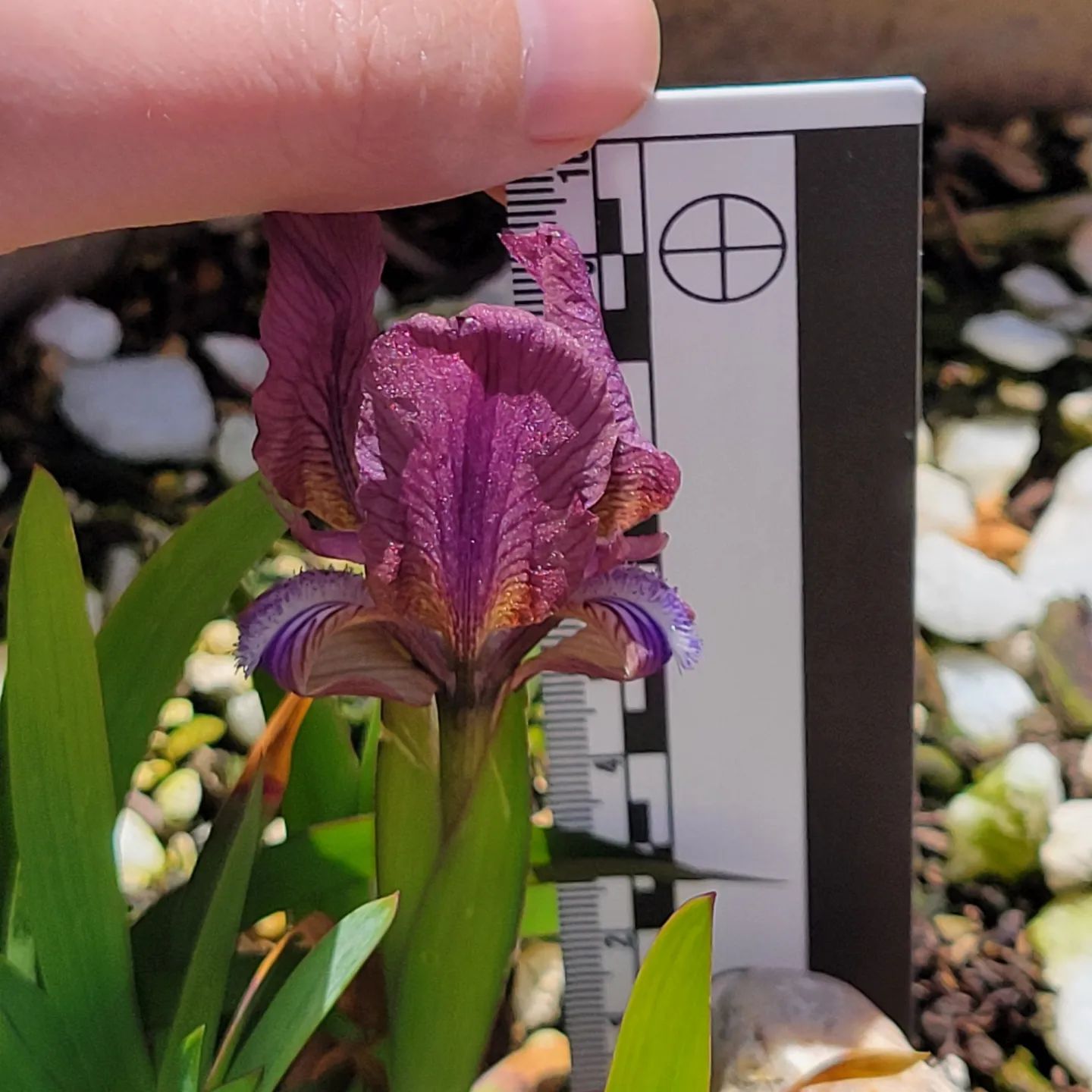 Photo of the plant species Pygmy Iris by @ipetcows named Iris suaveolens var rubromarginata on Greg, the plant care app
