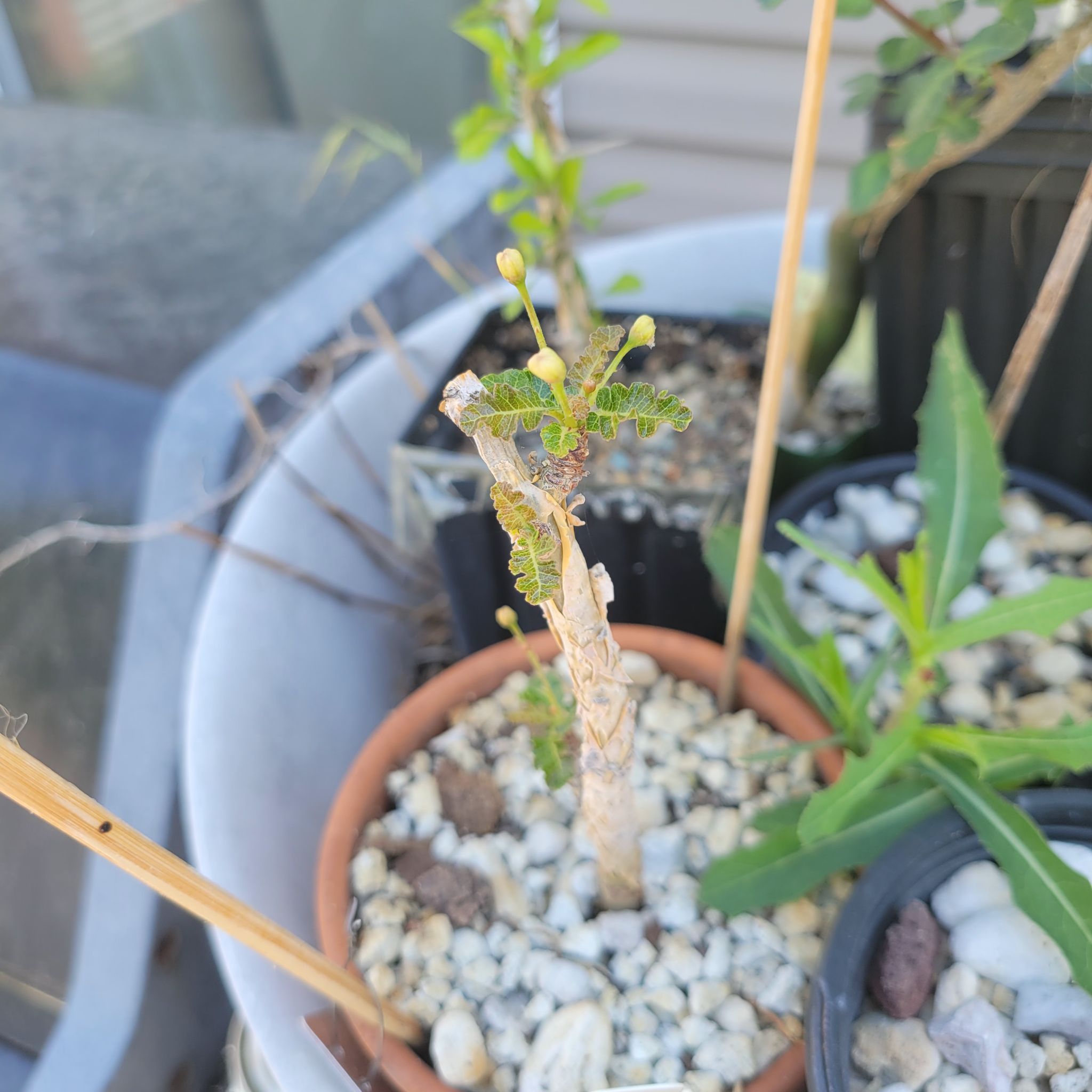 Photo of the plant species Boswellia sacra by @ipetcows named Frankenberry on Greg, the plant care app
