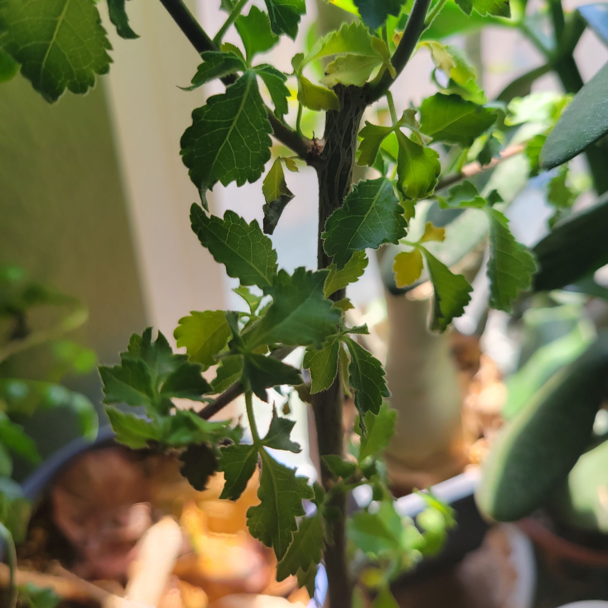 Photo of the plant species African myrrh by @ipetcows named Bdellion on Greg, the plant care app