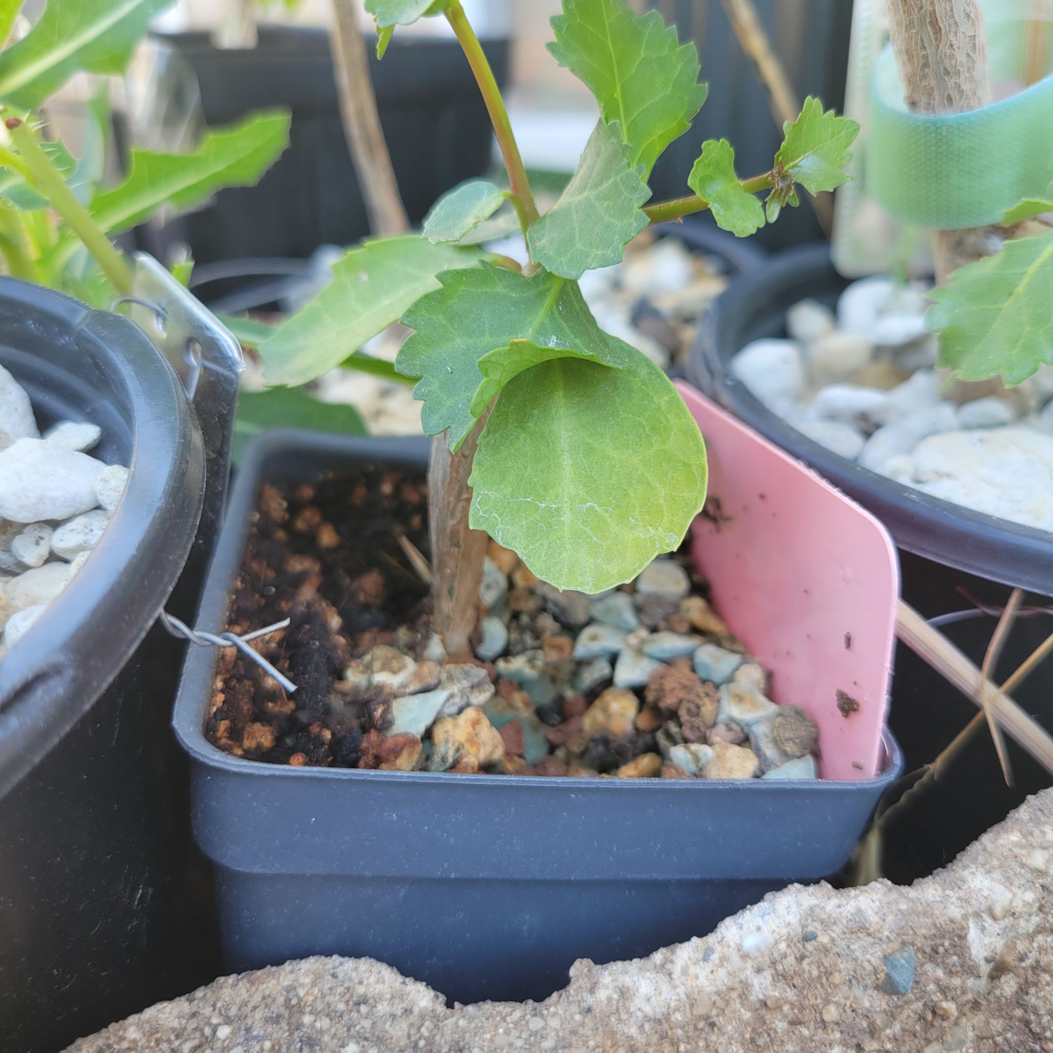 Photo of the plant species Indian Bdellium Tree by @ipetcows named Guggul on Greg, the plant care app