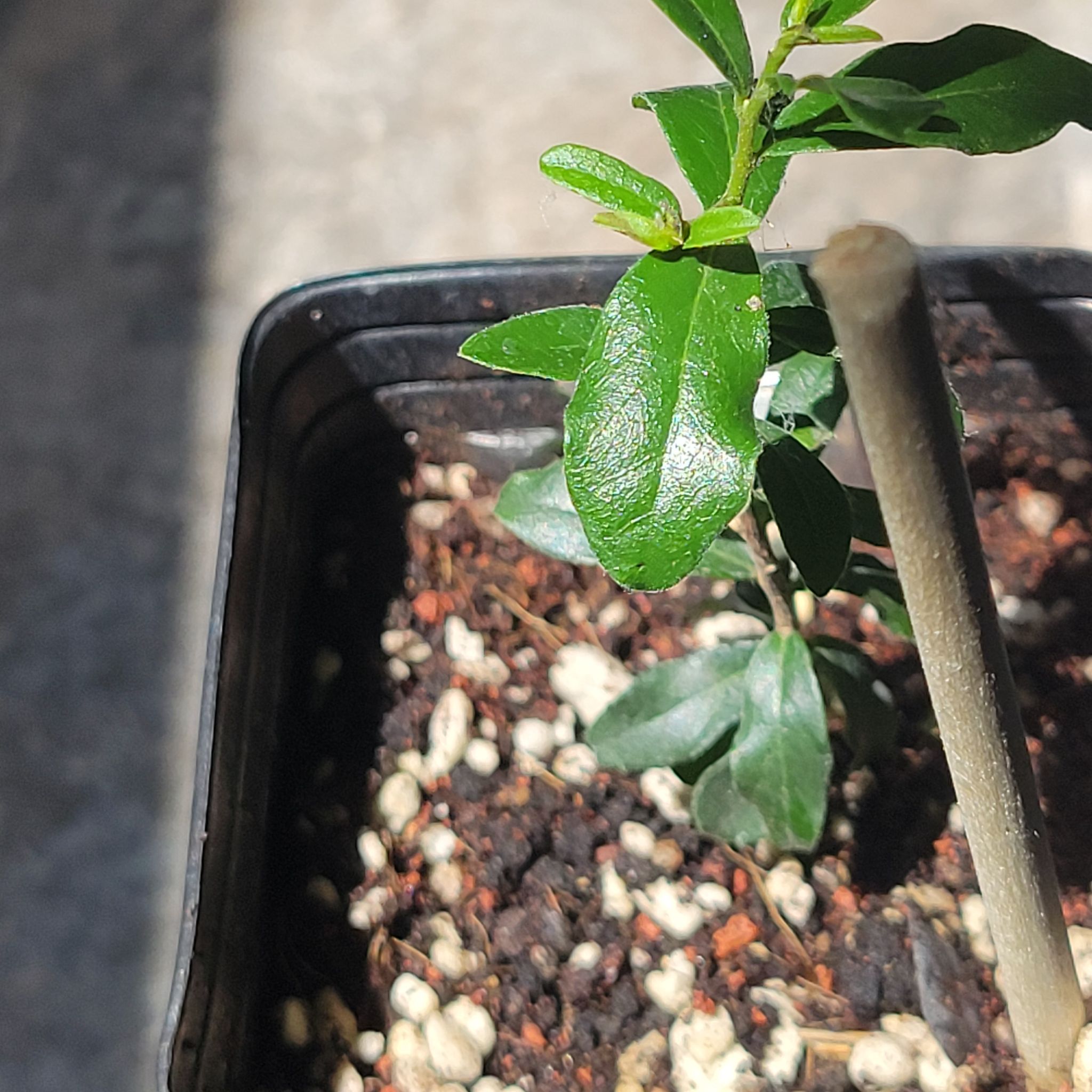 Photo of the plant species Texas Persimmon by @ipetcows named Gaga on Greg, the plant care app