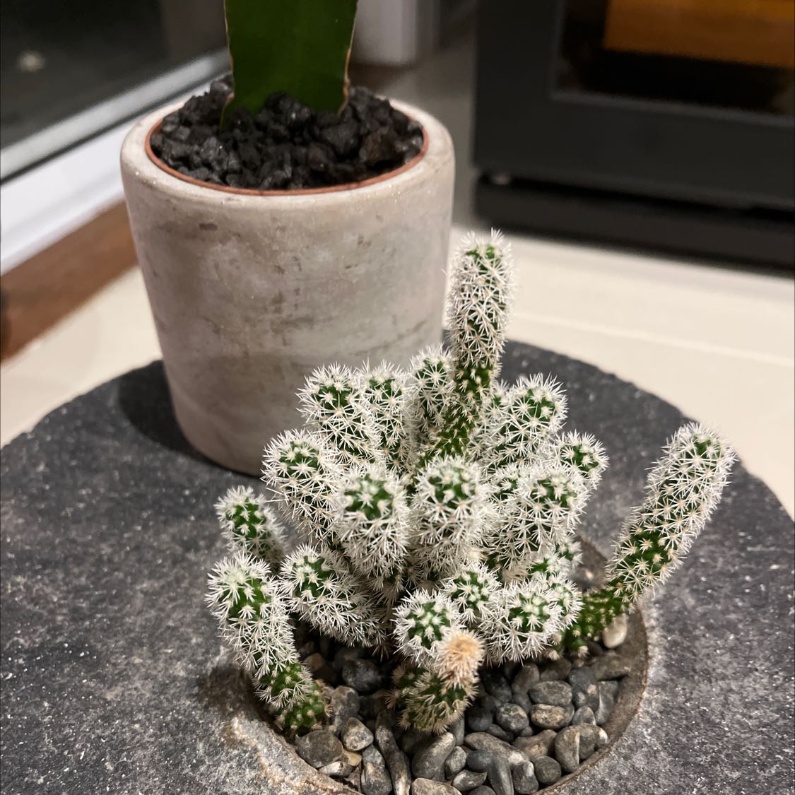 Photo of the plant species teddy bear cholla by @HeirPalqui named Casper on Greg, the plant care app