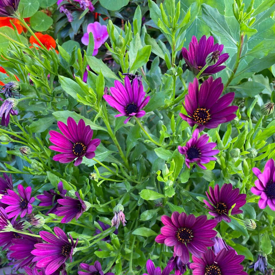 Vibrant Van Staden's river daisy with numerous purple flowers in full bloom.