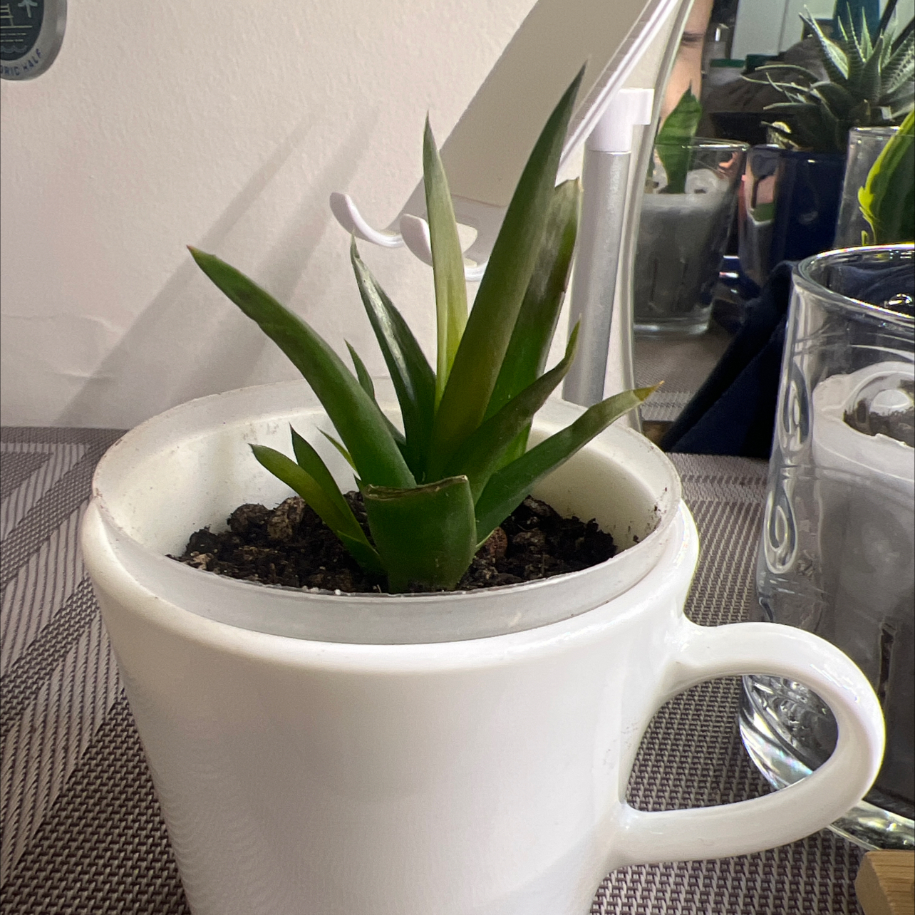 Alworthia 'Black Gem' plant in a white cup-shaped container with visible soil.