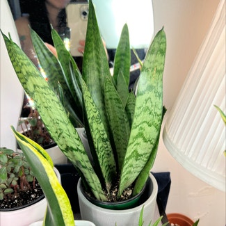 Snake Plant plant in Burnaby, British Columbia