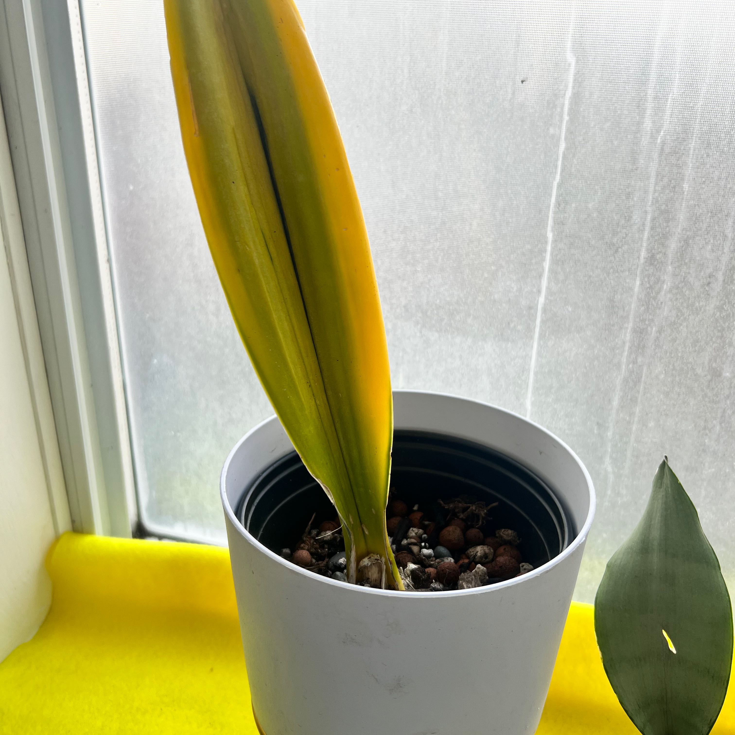 Golden Flame Snake Plant with yellowing leaves in a white pot near a window.