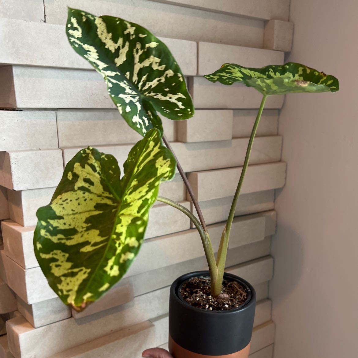 Caladium Hilo Beauty plant with variegated leaves in a pot, well-framed and in focus.
