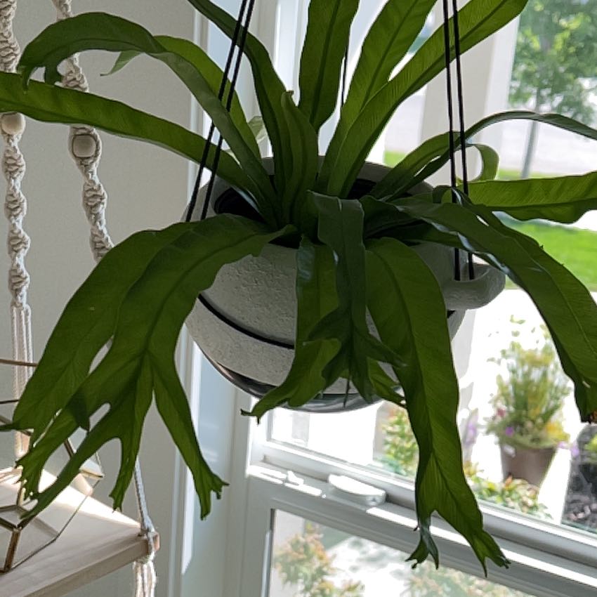 Hanging Chrissy Fern plant with long green leaves in front of a window.