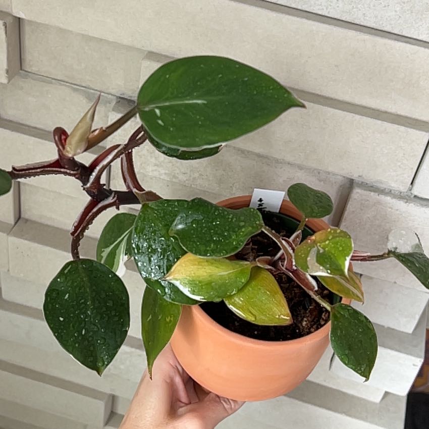 White Knight Philodendron in a terracotta pot with some yellowing leaves.